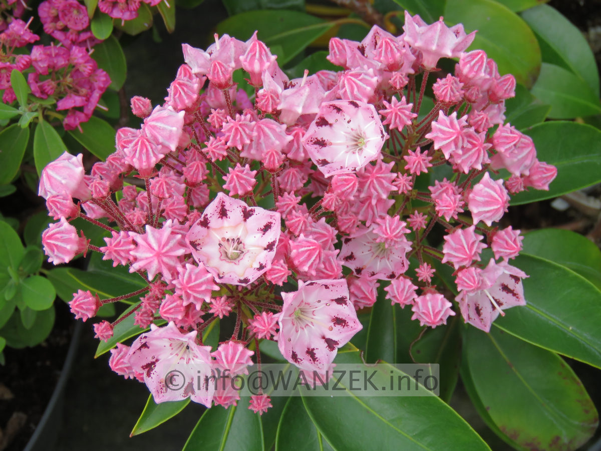 Kalmia latifolia Moyland 003.JPG